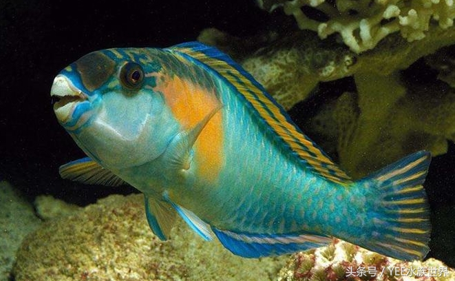 天地生化而成的精灵,一直在跟这些疾病搏斗