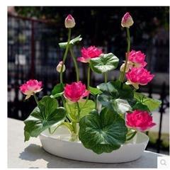 睡莲盆栽养护方法教程图解,盆栽睡莲的种植方法和注意事项