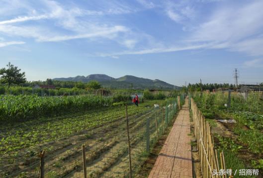 山东农业种植致富项目,湖南农业种植致富项目