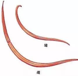 主子生病老不好，十有八九是因为没做这件事！