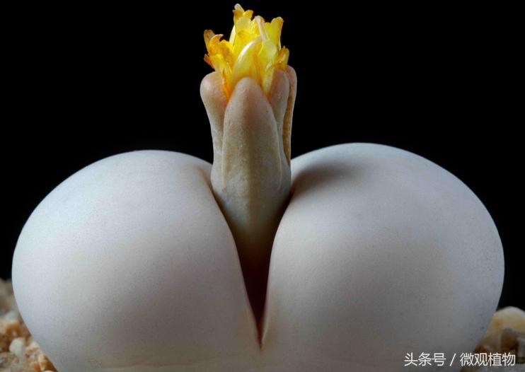 十大怪异多肉植物,像屁股的多肉植物