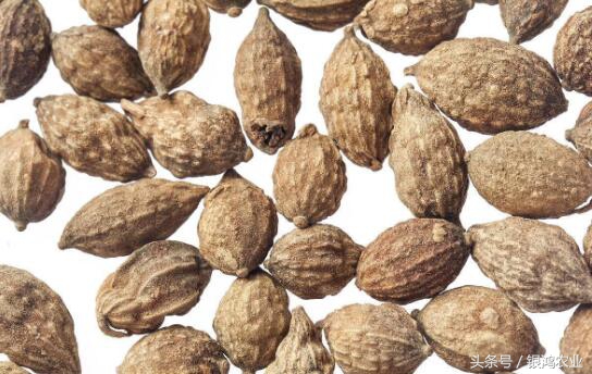 未来三年种植什么药材价格最稳定,种植中药材价格表最新消息