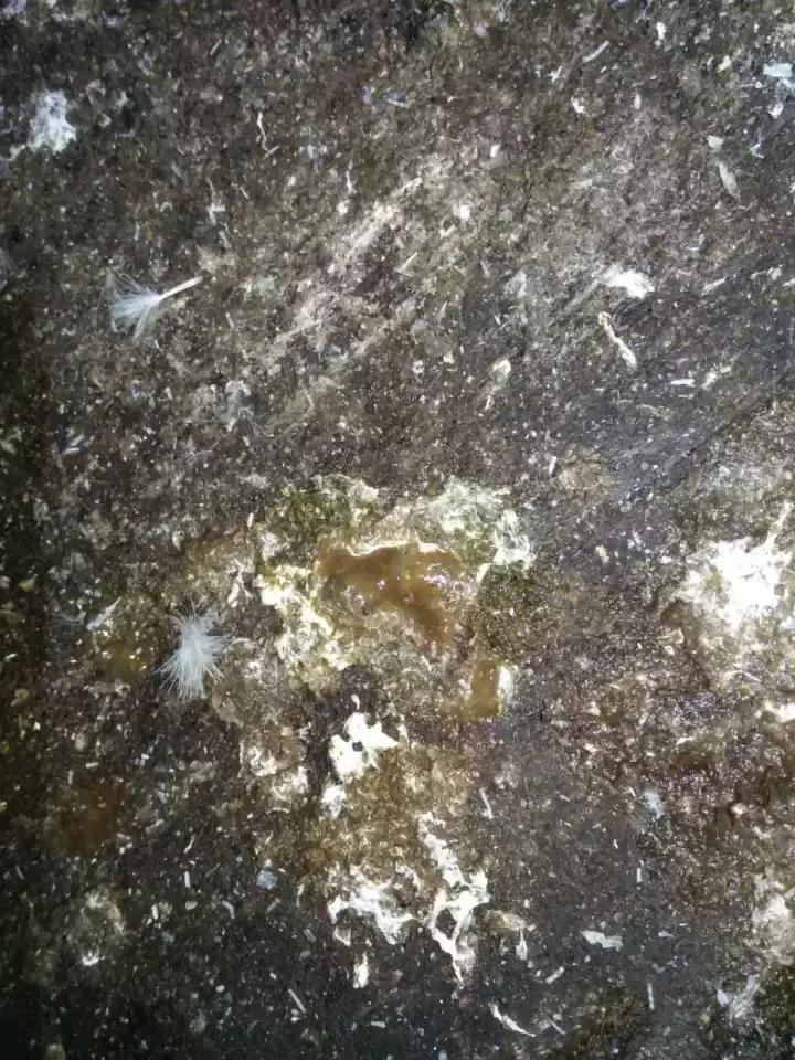 鸡肌胃炎和腺胃炎传染吗,鸡群腺胃炎的症状表现有哪些