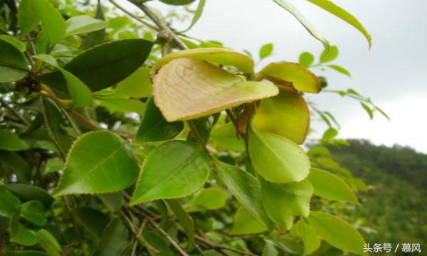 童年的野果味道,童年的回忆又香又甜的野果