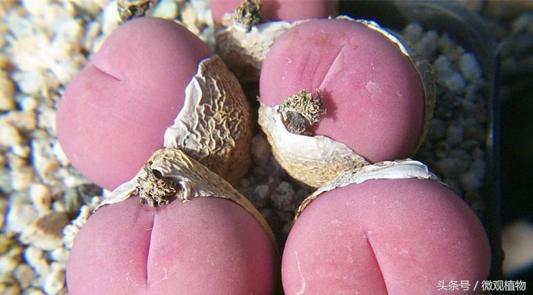 十大怪异多肉植物,像屁股的多肉植物