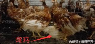 瘫鸡最怕什么病,大群鸡瘫痪症状图片