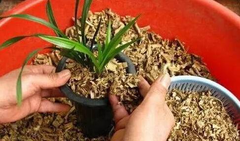 养花需要重视细节,不会养花花儿却生长得很好