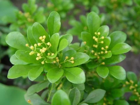 秋季对咽喉保养最好方法,秋冬嗓子疼多吃什么水果