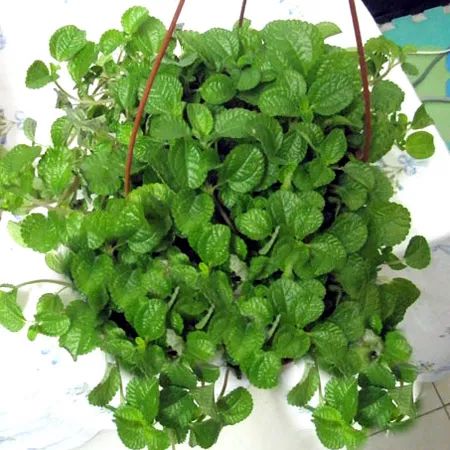 秋季对咽喉保养最好方法,秋冬嗓子疼多吃什么水果