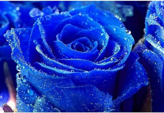 不同颜色的玫瑰花花语是什么,不同颜色的玫瑰花花语代表什么