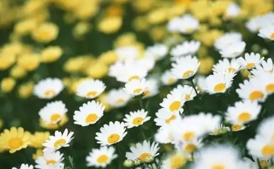 关于新加坡国花知识,新加坡的国花叫什么名字