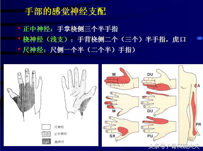 手肌腱损伤图片,手外伤神经肌腱损伤怎么定残
