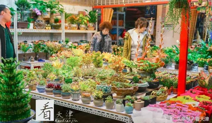 天津宝鸡道花鸟鱼虫市场鹦鹉全吗,天津市宝鸡道花鸟鱼虫市场文玩