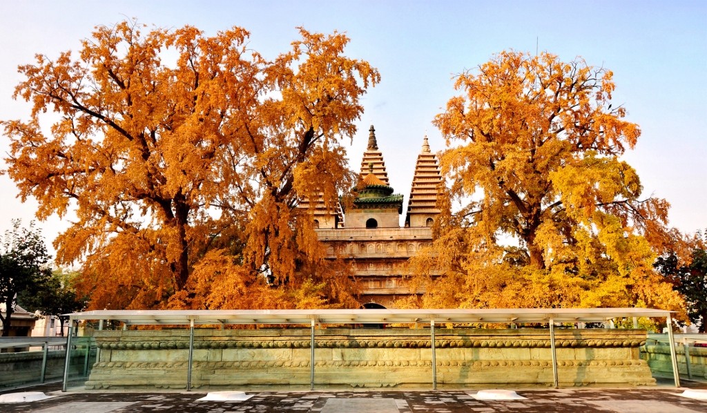 京城赏荷地图高清版,京城赏玉兰最全地图