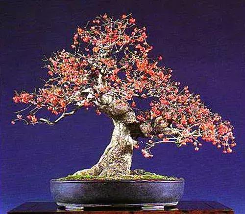 真弓卫矛盆景修剪伤口要处理吗,卫矛树盆景如何才能开花结果