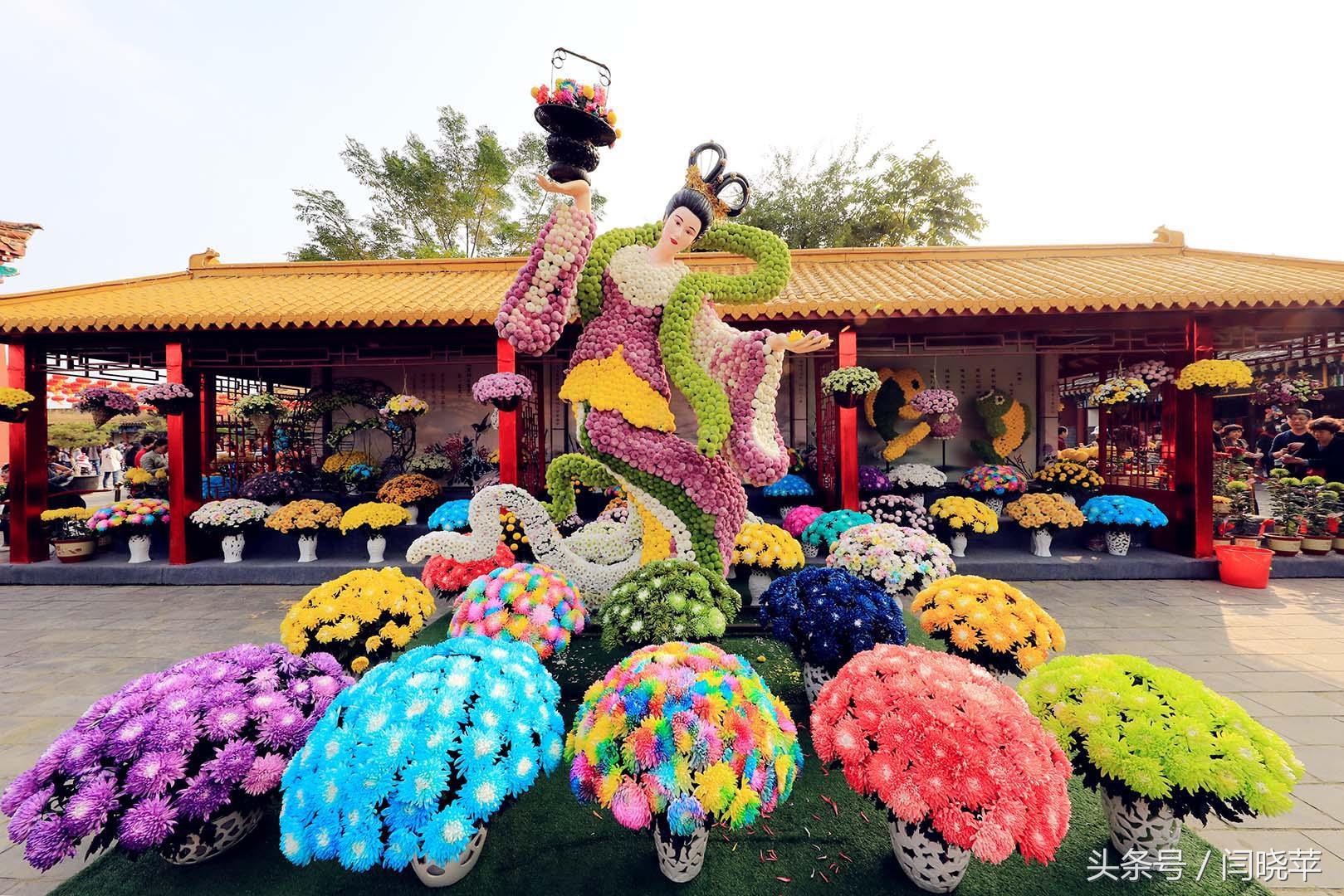 悠然菊影从何觅？南山菊姿下龙亭