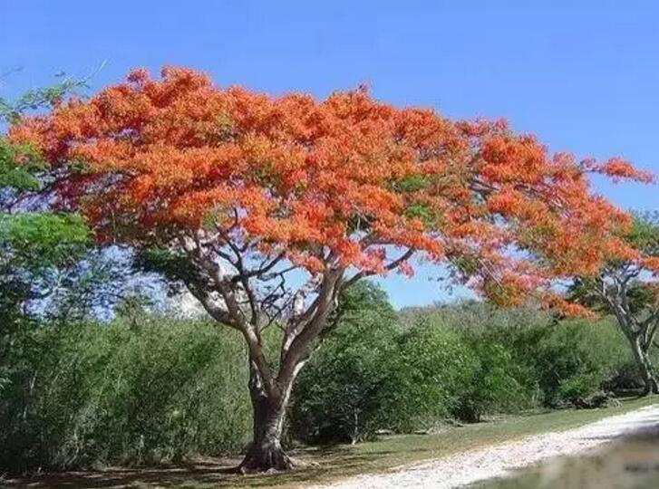 关于新加坡国花知识,新加坡的国花叫什么名字