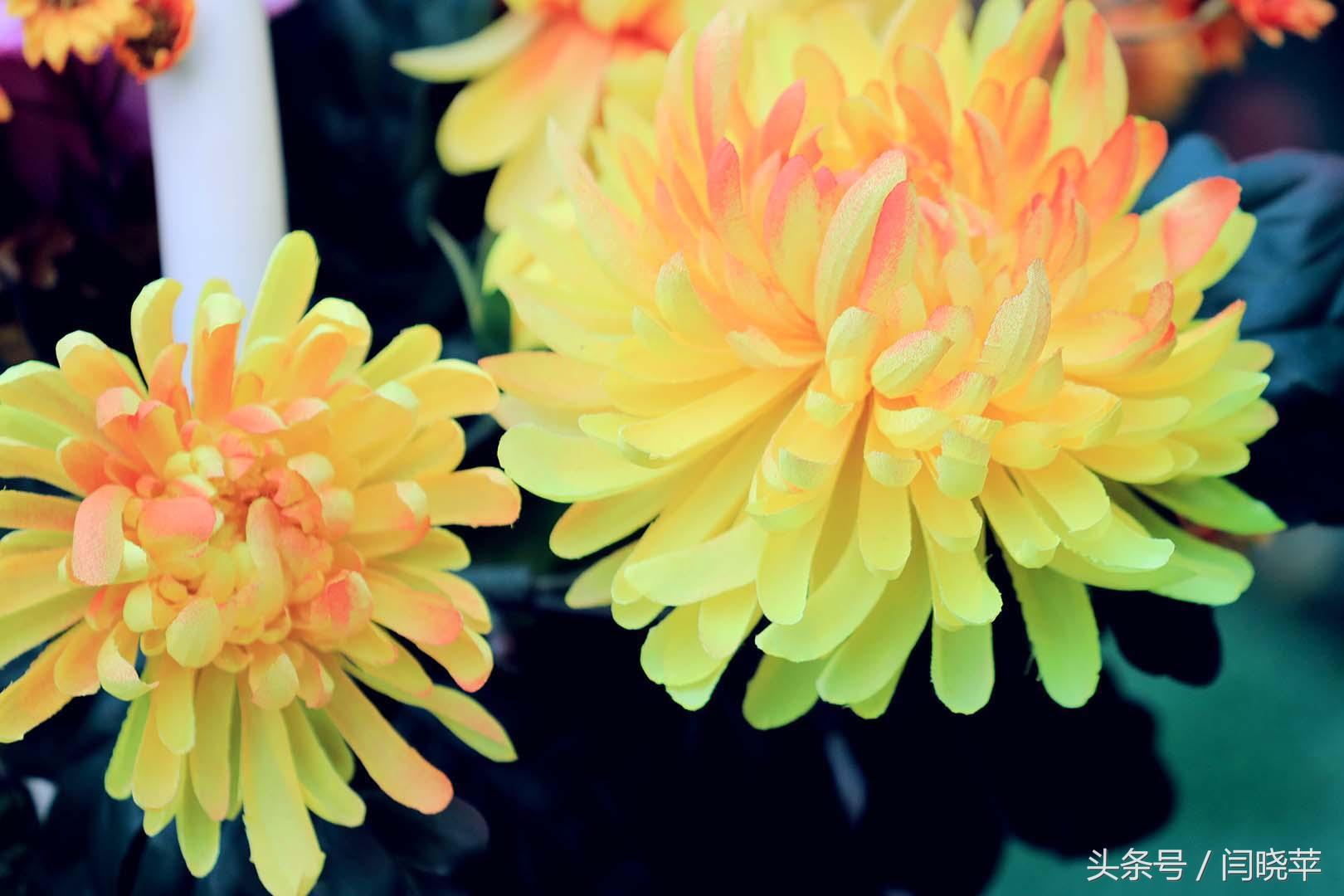 悠然菊影从何觅？南山菊姿下龙亭