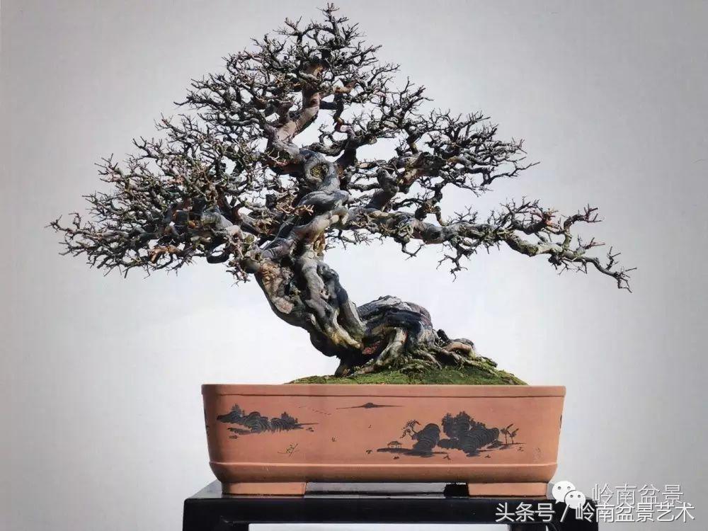 雀梅盆景价格在五千元至二万元的,经典中式庭院雀梅盆景100万以上