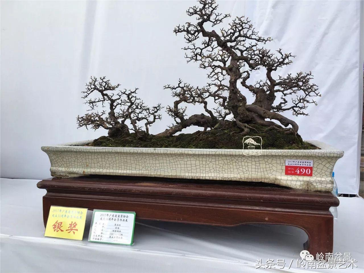 最值得收藏的六种盆景树种,十大珍贵盆景