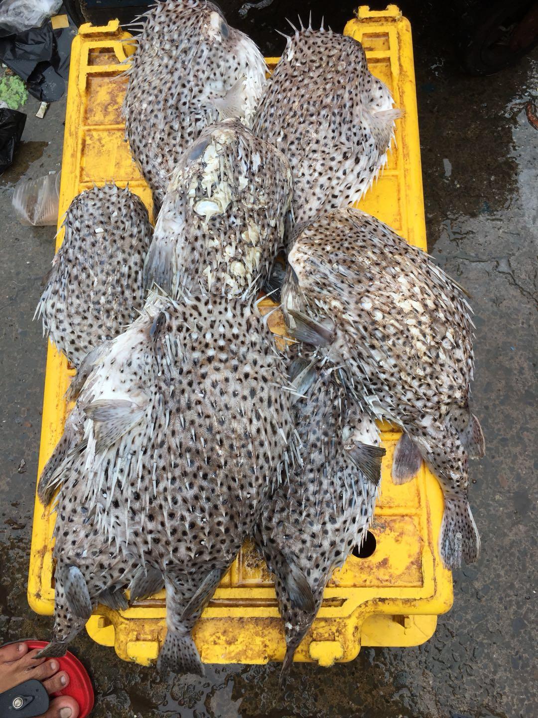 在马来西亚的沙巴码头，中国女生很受欢迎