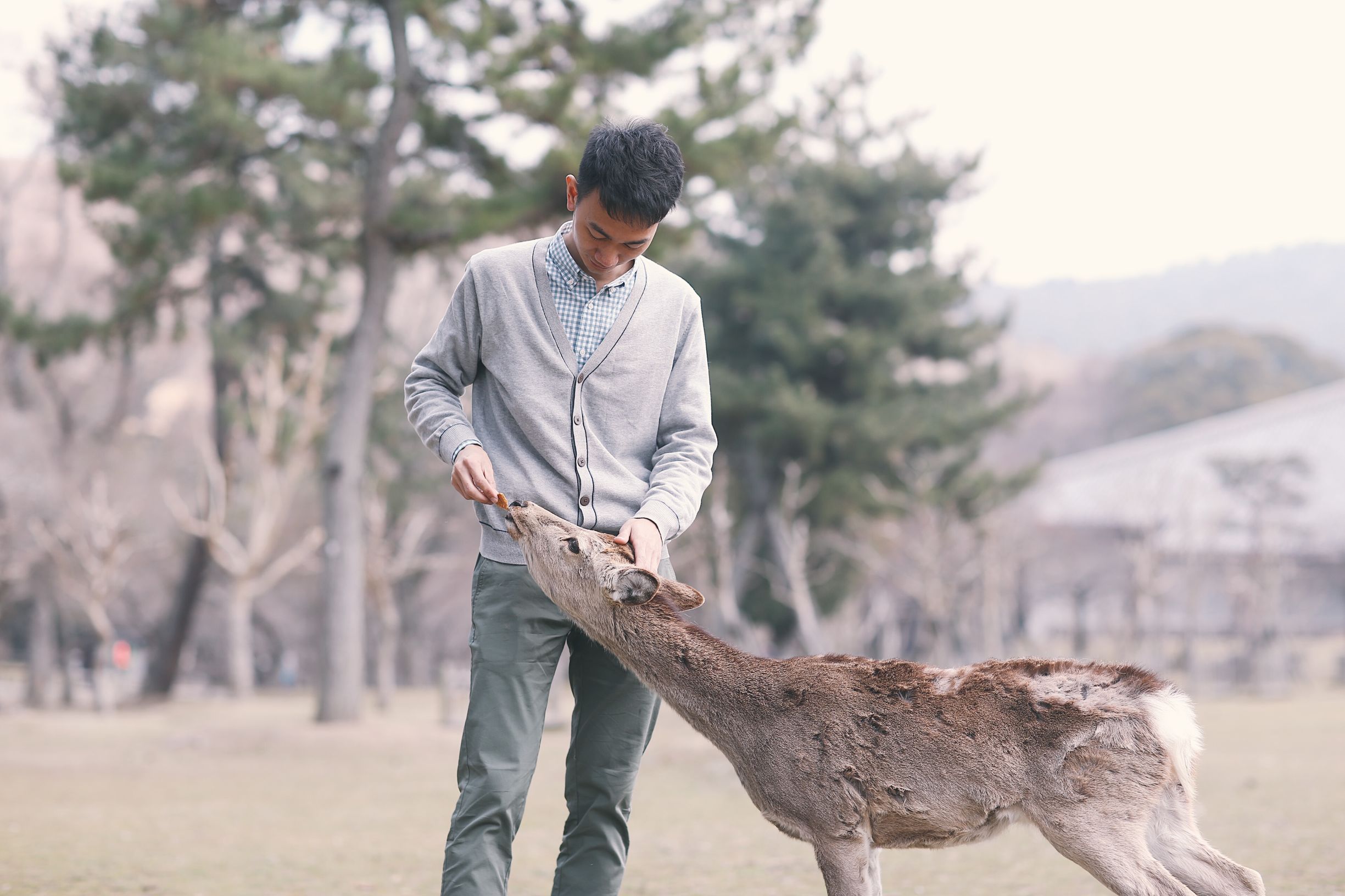 日本旅行攻略自由行,日本自由行视频攻略