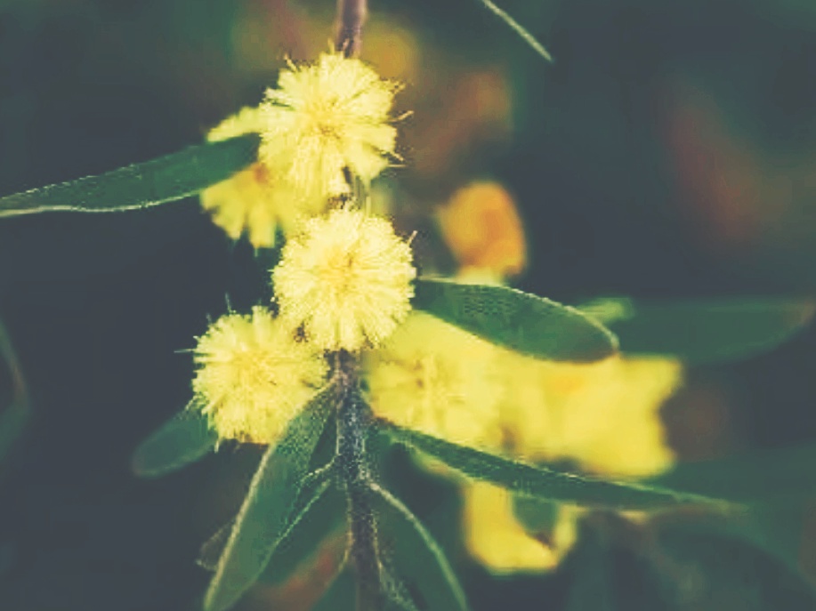 全球十大最美的国花,所有国家的国花大全