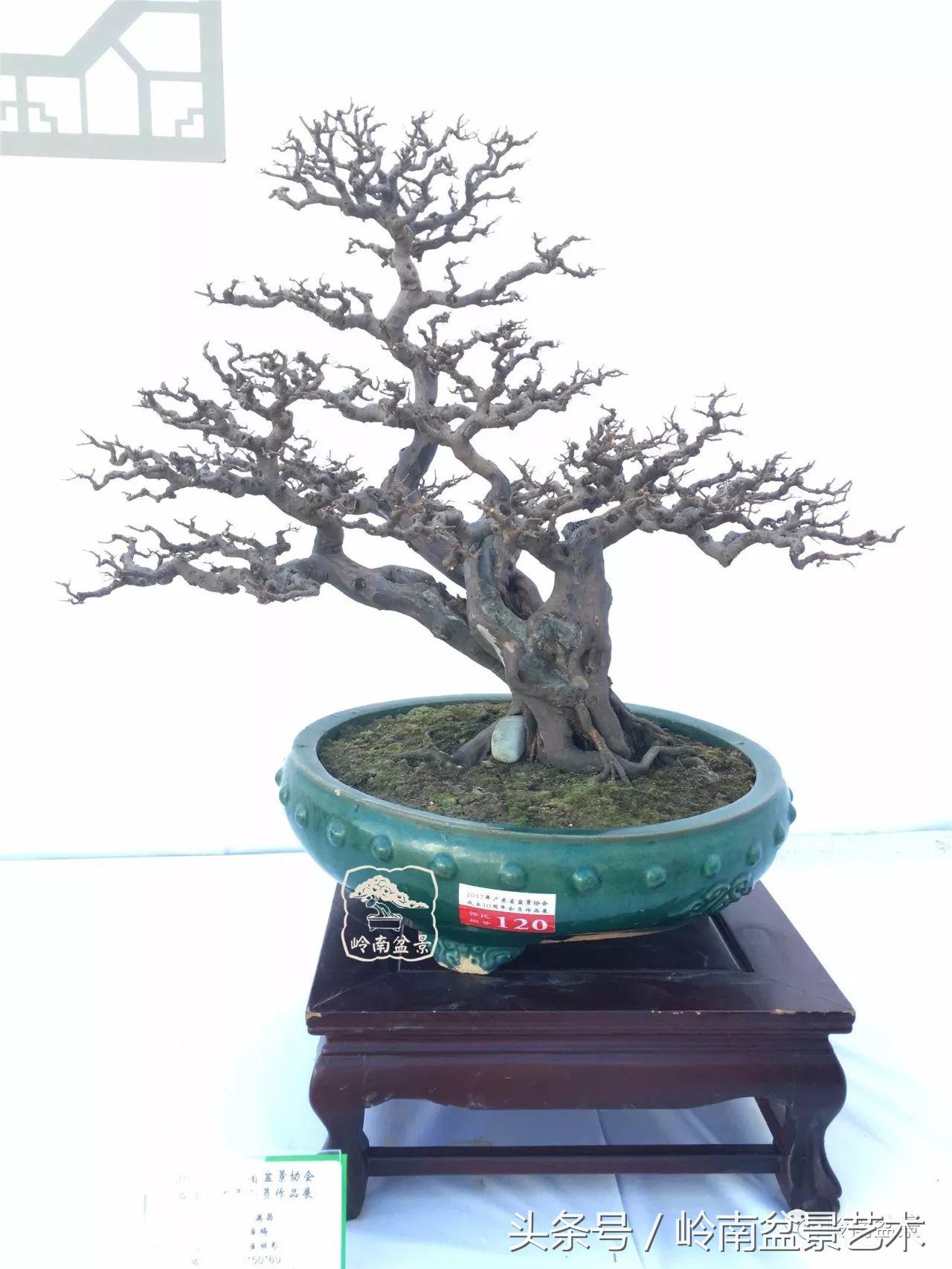 雀梅盆景100幅欣赏,珍藏雀梅盆景图片