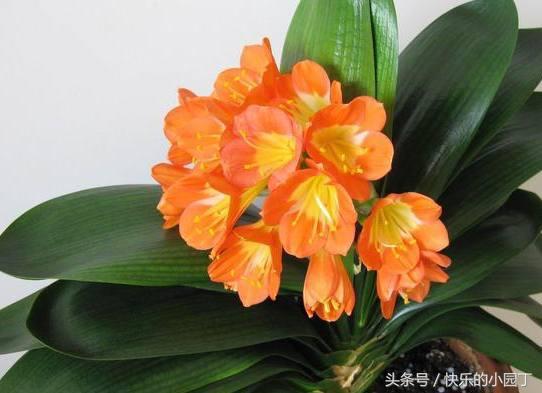 君子兰出箭了是多浇水还是少浇水,君子兰怎么浇水最合理