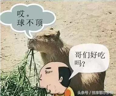 鄂尔多斯人、巴盟人、包头呼市人说话句句不离“球”的种种含义！