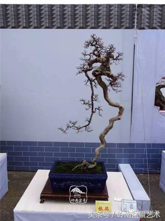 雀梅盆景价格在五千元至二万元的,经典中式庭院雀梅盆景100万以上