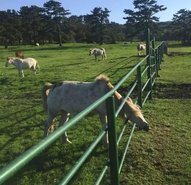 Trip丨如何在济州岛练就“济州瘫”（下部）