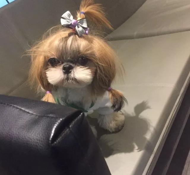 出差把狗狗交给婆婆养,出差把狗狗托付给朋友