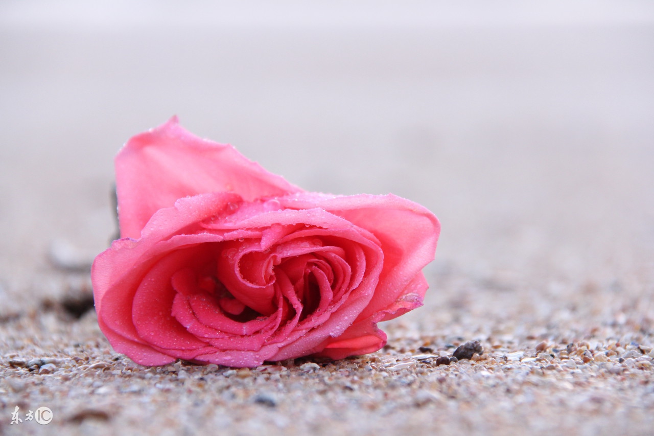 早安发圈吸引人的句子唯美带字,早安的简短唯美句子图片