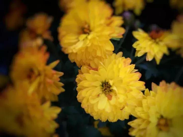 手机摄影作品也可以美不胜收,秋天手机摄影作品欣赏