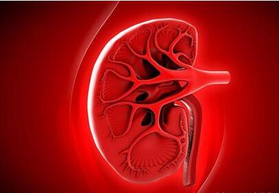 多囊肾是怎么引起的能治好吗,多囊肾的发病概率高吗