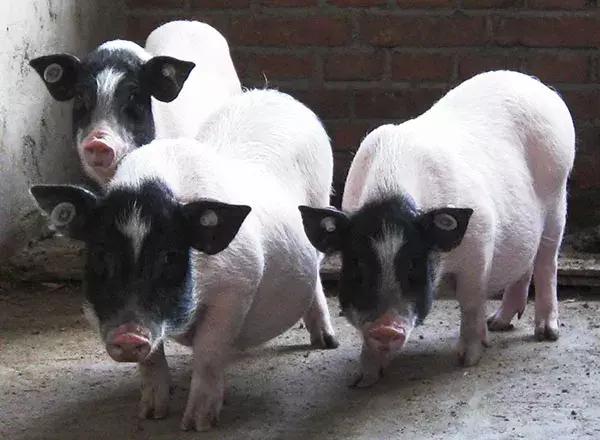 养殖巴马香猪,养殖巴马香猪需要办什么手续