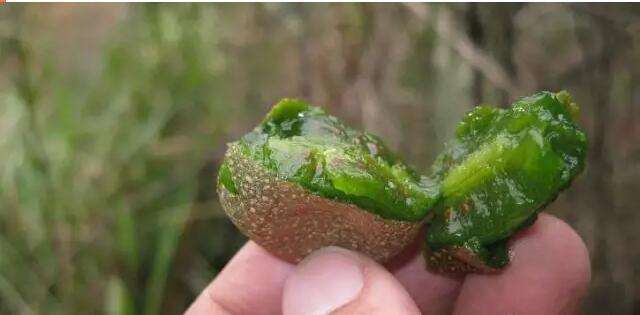 野生猕猴桃有多么可怕,真正的野生猕猴桃了解一下