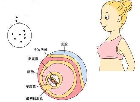 怀孕2个月孕妇食谱大全,怀孕两个月的孕期反应
