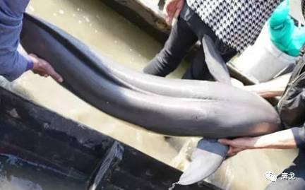 肥唐说:午睡姿势调整不好,医院手术少不了!