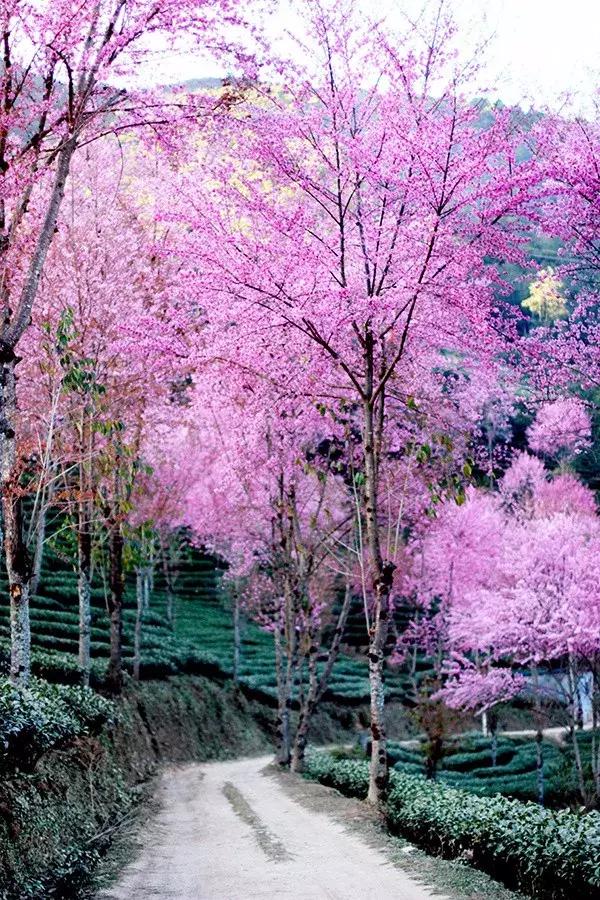 大理没有商业化的旅游景点,大理没被发现的景点