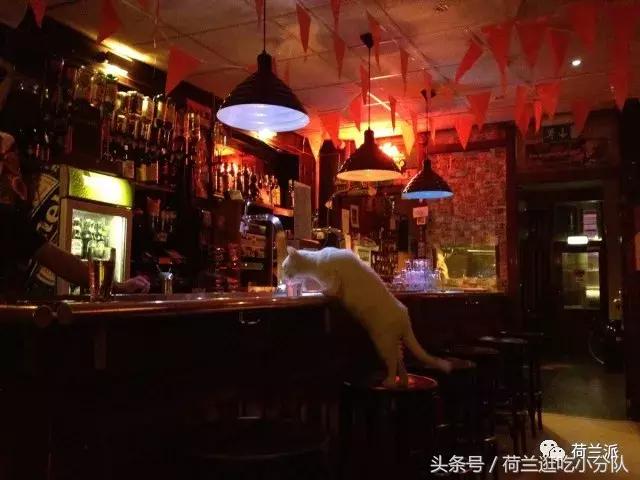 同样是撸猫，看看荷兰人和我们有什么不一样！