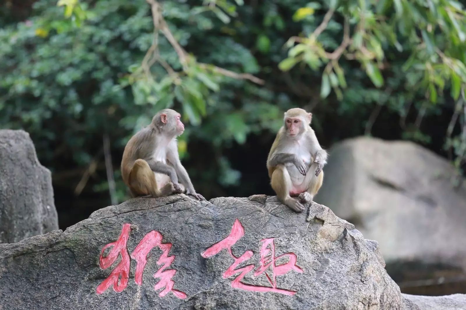 陵水分界洲岛一日游攻略,陵水椰子岛一日游攻略