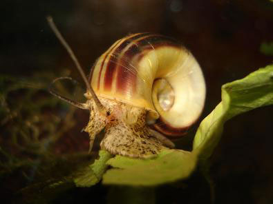 草缸螺类,草缸螺类大全图解