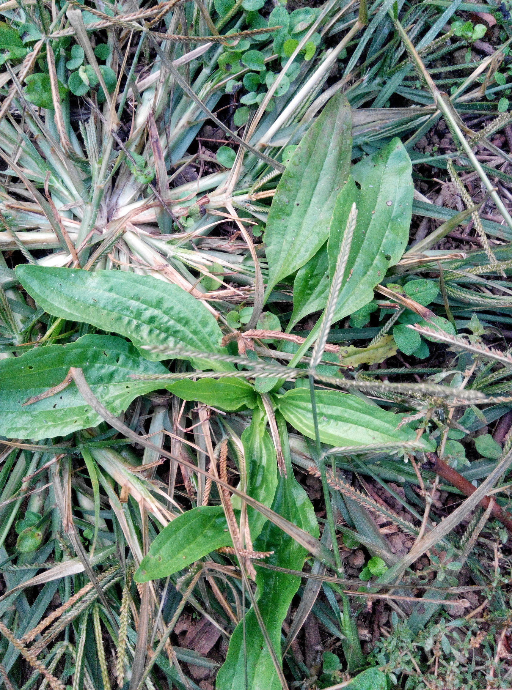 车前子的叶子的作用,车前草是一种难得的中草药