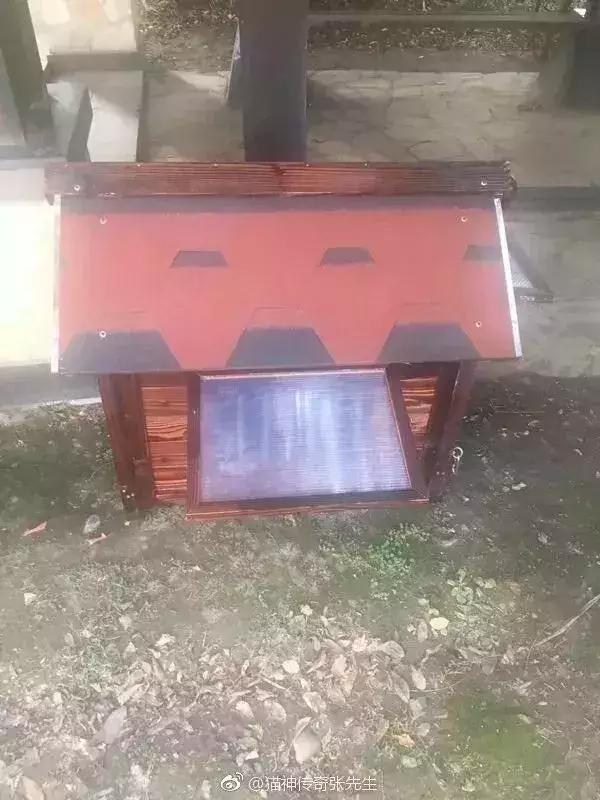 小区物业为流浪猫安了家,物业为流浪猫投放太阳能