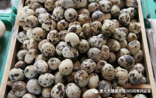 高产蛋鹅都吃什么,高产蛋鸭