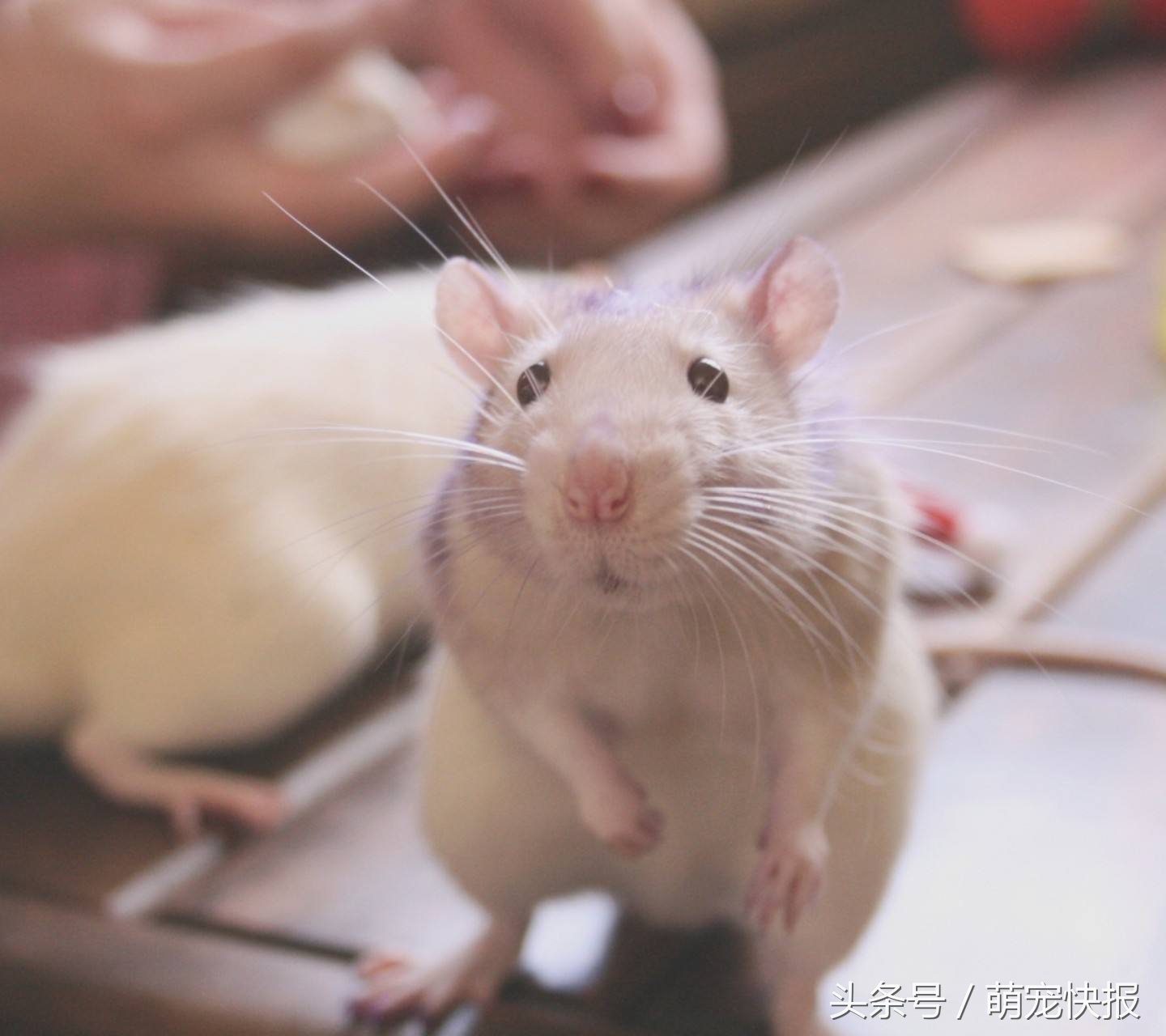 个头小小，敌意很强，喜欢挑战养一只吧……