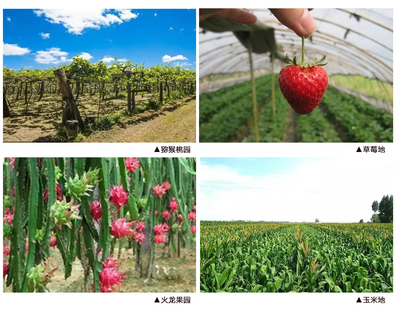 韩国好吃的棒冰,好吃又便宜的水果棒冰