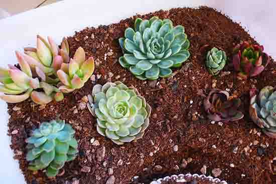 秋季雨水多露养多肉注意什么,秋天下雨多肉怎么办